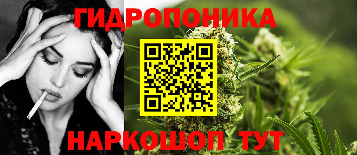 Конопля сатива  Вход с VPN  Зима  Бошки марихуана OG Kush 